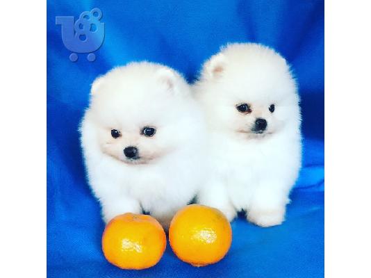 PoulaTo: Teacup Pomeranian κουτάβια προς πώληση